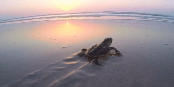 DD2A4EAE60F0EFF859BB73249EC_A086FA82_F40B